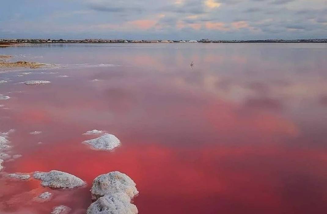 Nueva construccin  - Semi - Torrevieja - Lago jardin