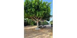 Resale - Country Villa - Crevillente