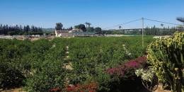 Resale - Detached Villa - Redovan