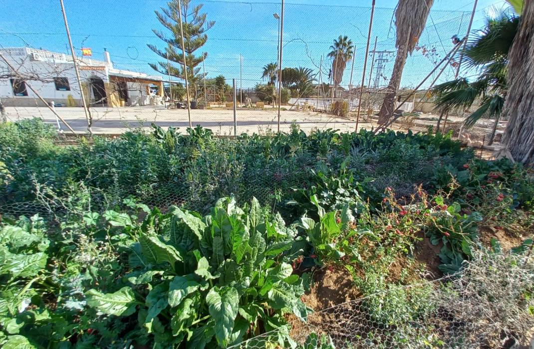 Resale - Finca / Country Property - Los Montesinos - LOS MONTESINOS