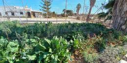 Resale - Finca / Country Property - Los Montesinos - LOS MONTESINOS
