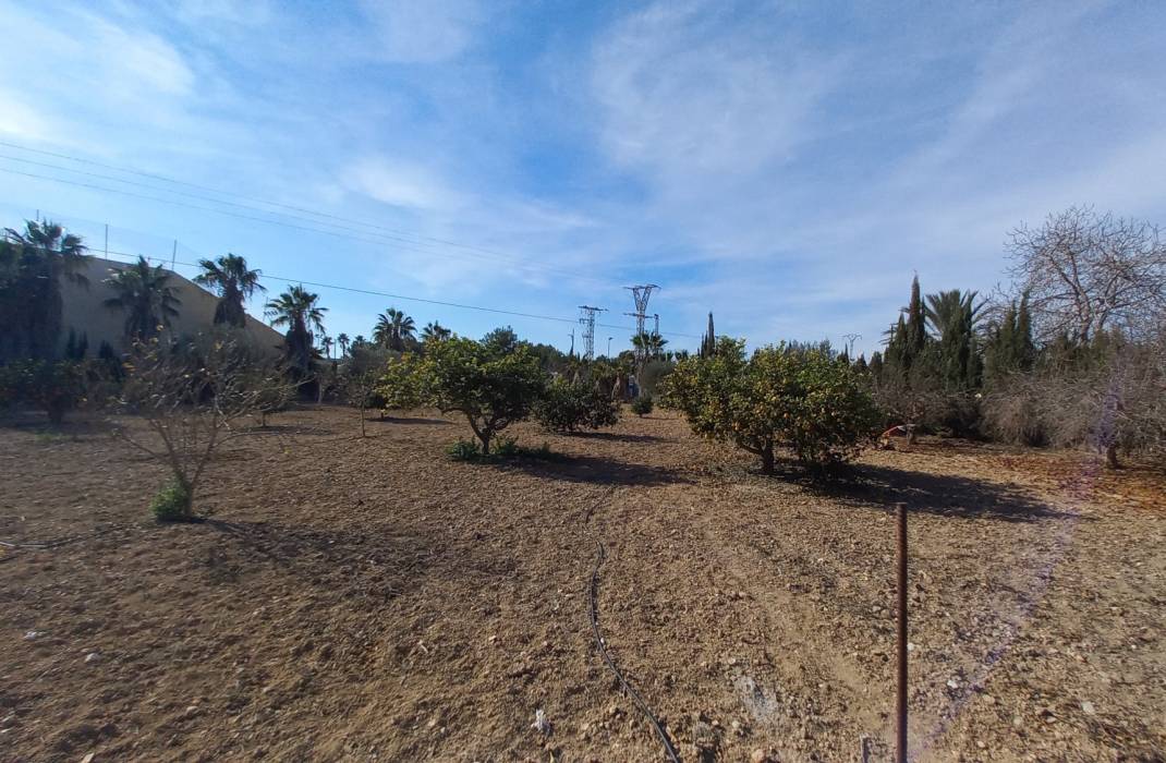 Resale - Finca / Country Property - Los Montesinos - LOS MONTESINOS
