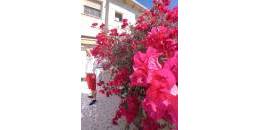 Resale - Townhouse - La Mata