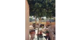 Revente - Villa - Orihuela Costa